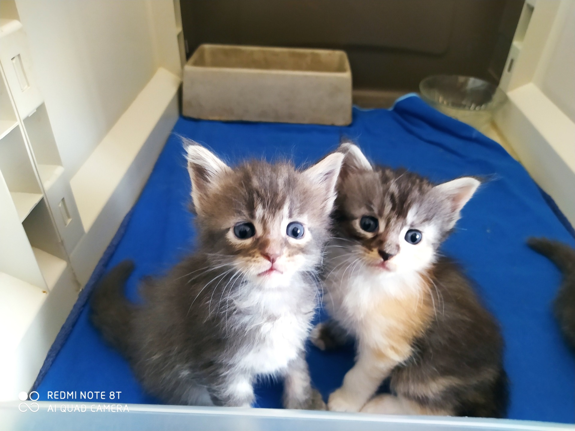 Erinye a Esmeralda 4 týdny